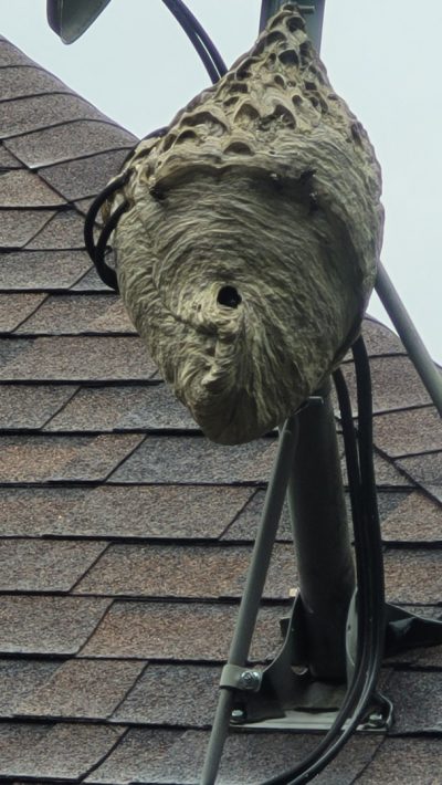 A massive hornets nest that's grown onto a roof attachment.