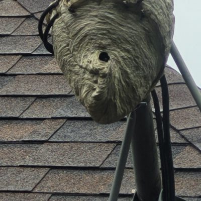 A massive hornets nest that's grown onto a roof attachment.