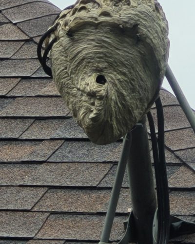 A massive hornets nest that's grown onto a roof attachment.