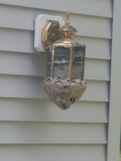 A hornets nest that's started growing around an outside light.