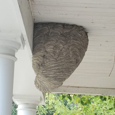 A huge hornet nest growing underneath the corner of a porch awning.