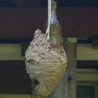 An overgrown hornets nest on the post of a porch for pest control to handle.