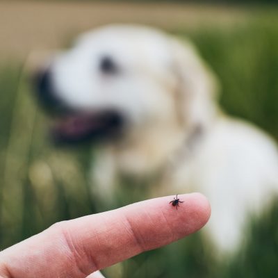 A close-up of a finger holding a tick in front of a dog in the grass.