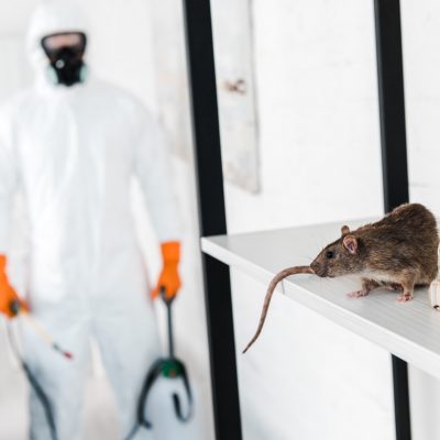 Pest control worker looking at a mouse for rodent control service.